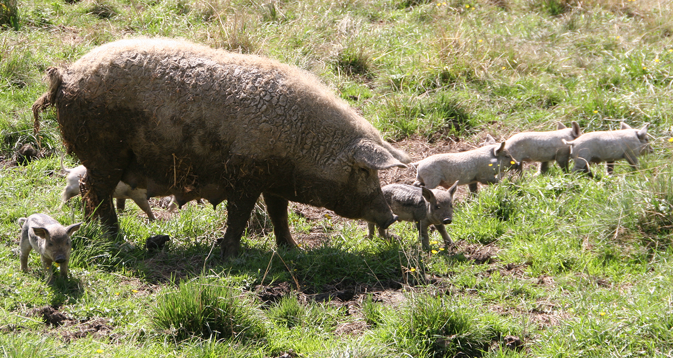 Wollschweine