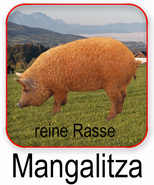 Mangalitza Schwein