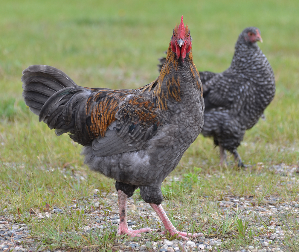 Marans Hahn