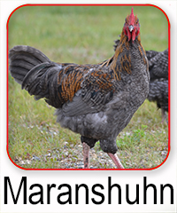 Marans huhn
