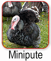 Minipute 