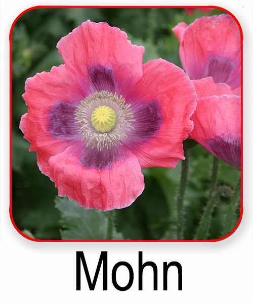 Mohn