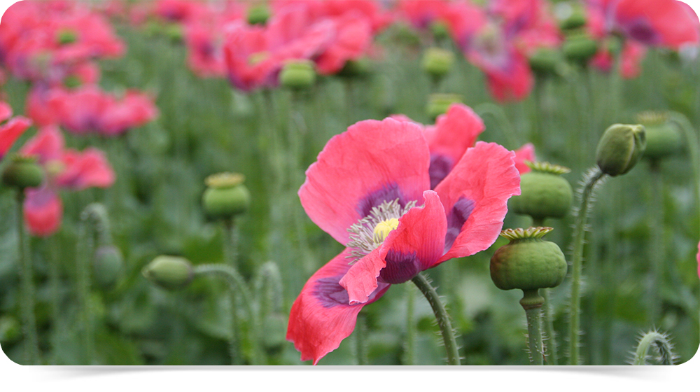 Waldviertler Mohn