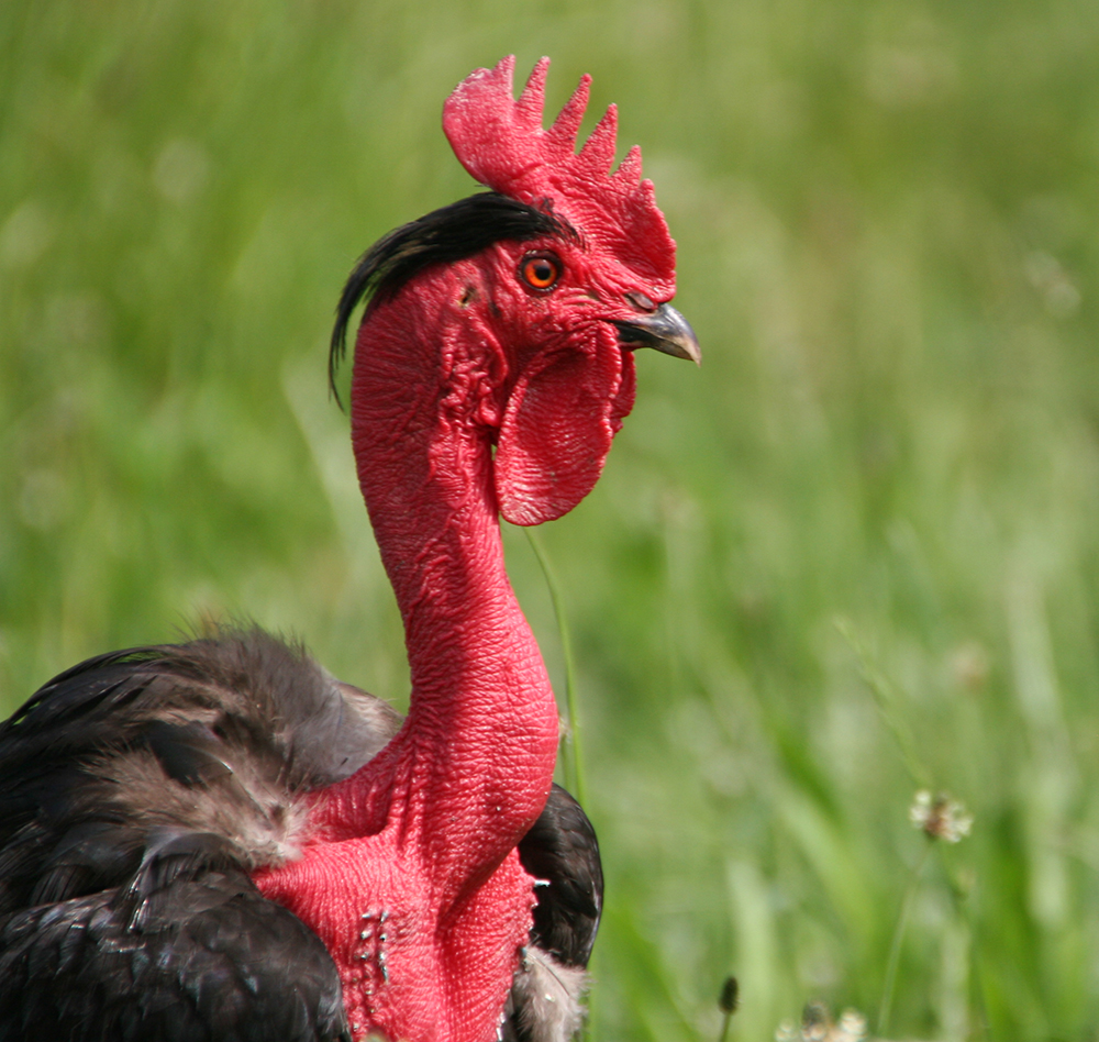 Feinschmeckerhuhn