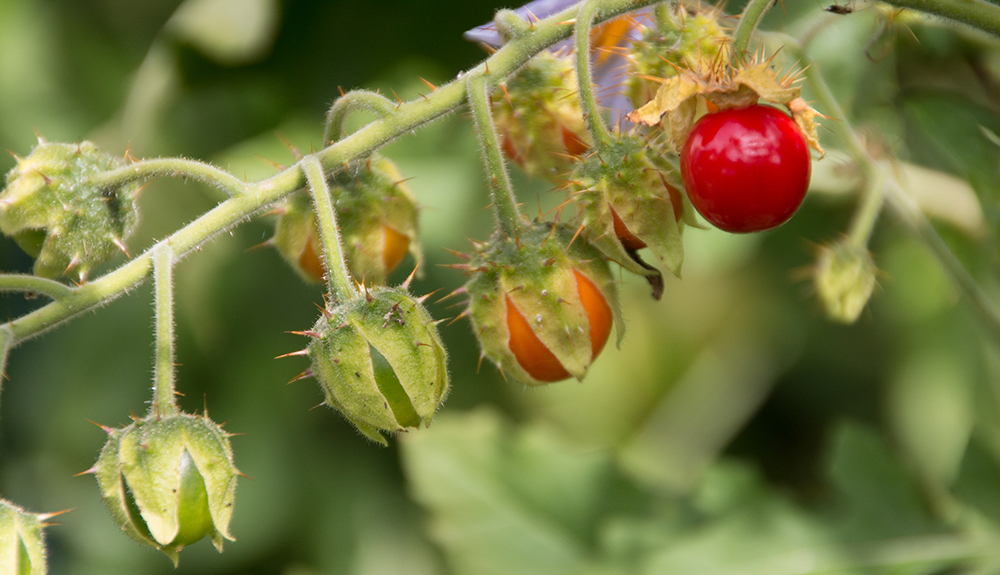 Urtomate
