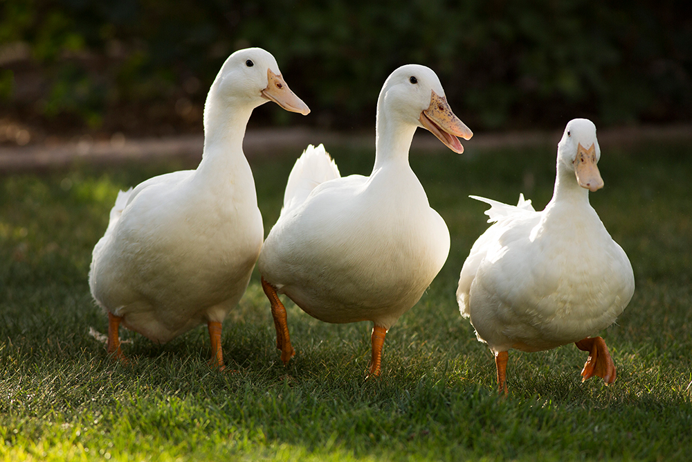 Peking Enten