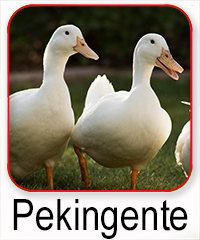 Pekingente