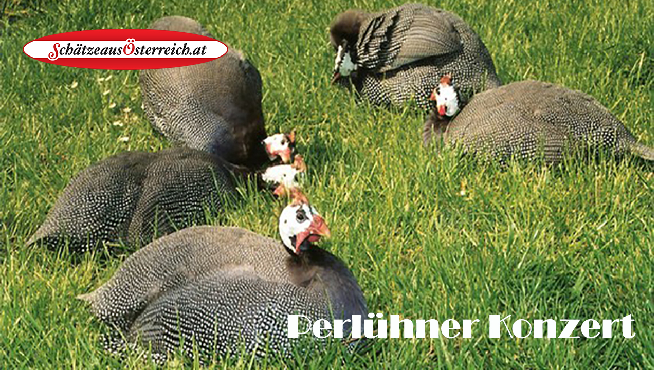 Perlhner 