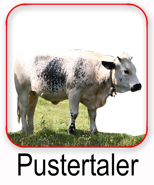 Pustertaler Sprinzen