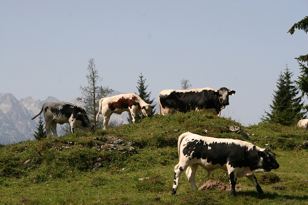Khe auf der Alm