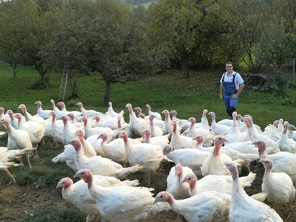 Bio Puten Freilaufgelnde