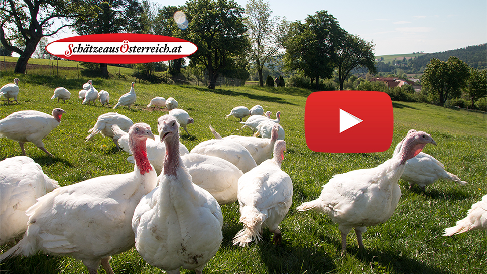 Bio Puten Video