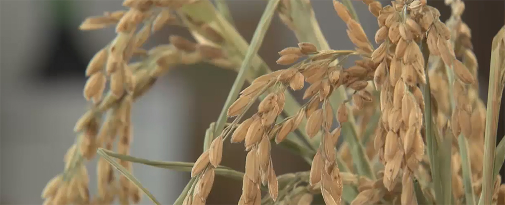Reis vor der Ernte