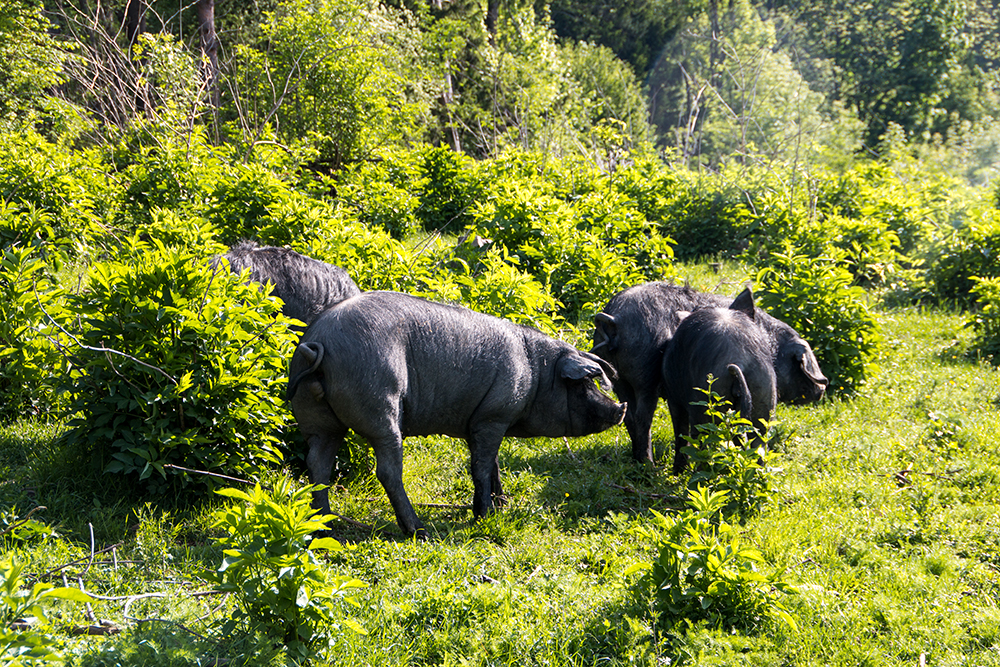 Schwarzes Schwein Porc Gascon