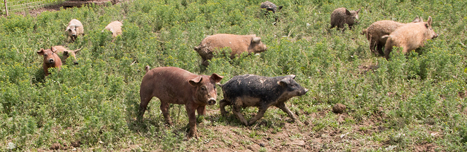 Duroc Kindergarten