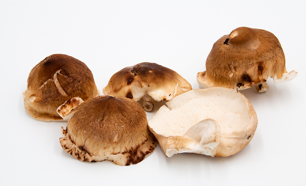 Shhitake Pilze höchste Qualität