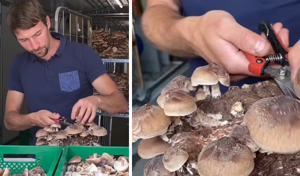Shiitake Ernte