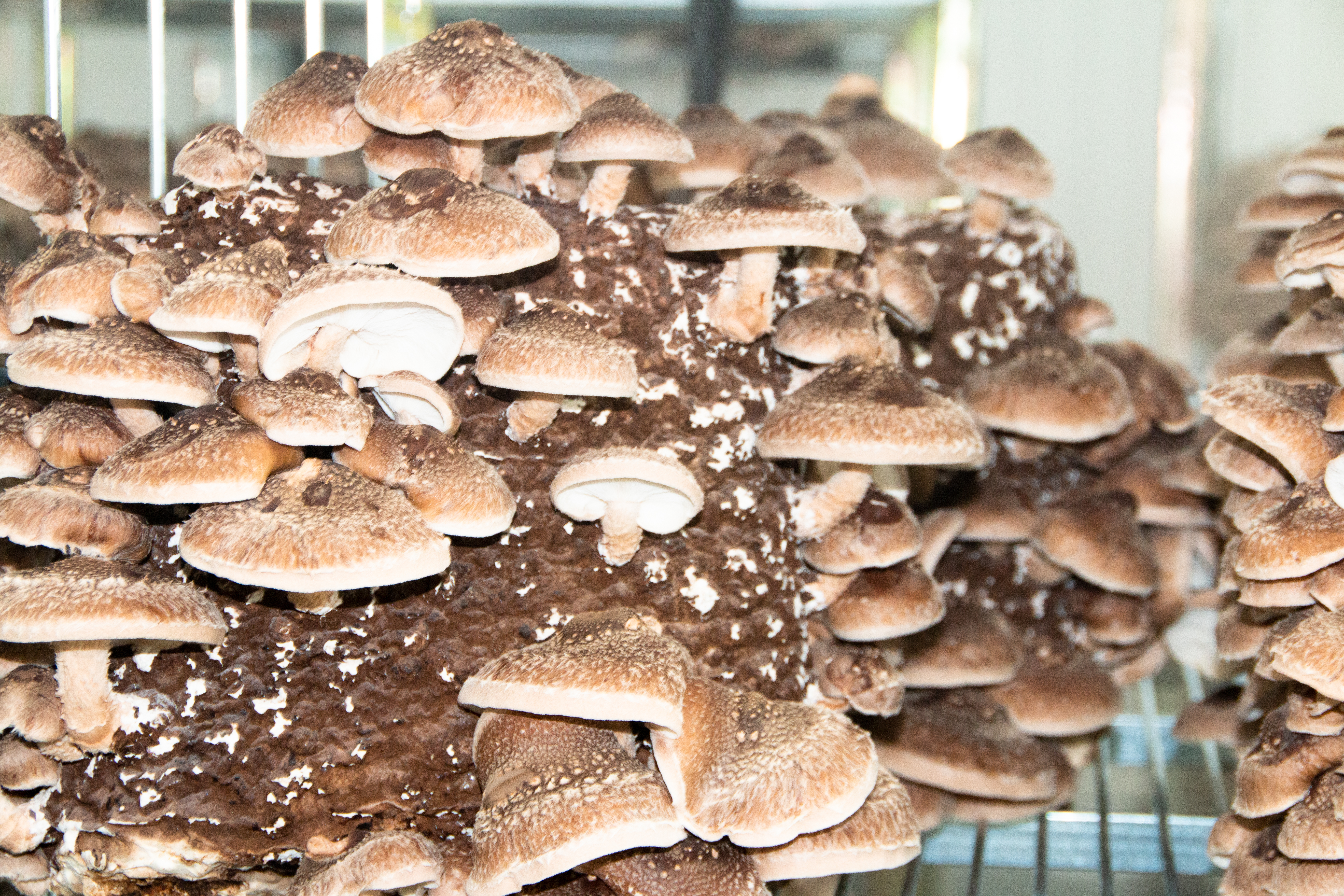 Shiitake im Reiferaum