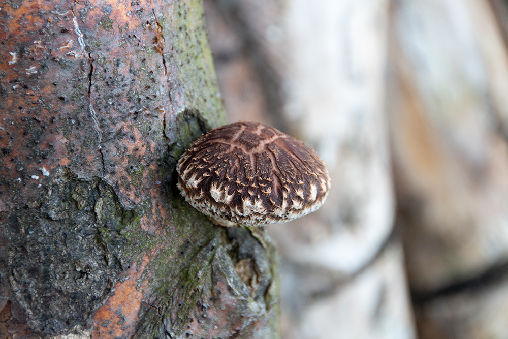 Shiitake aus dem Wald
