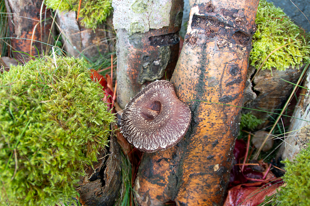 Shiitake Immunkaiser Pilz