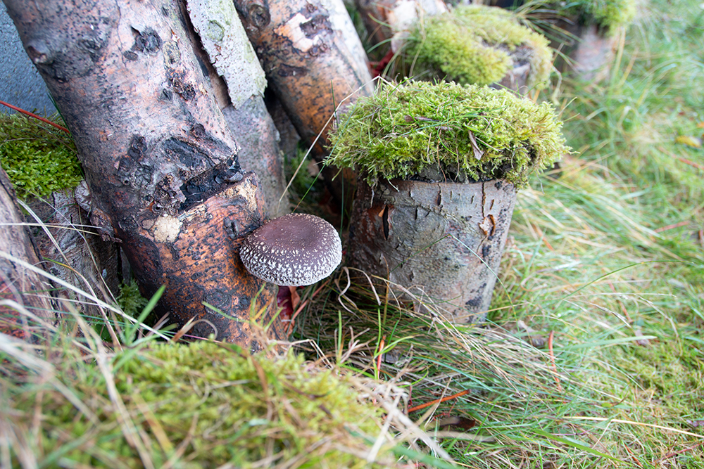 Shiitake von der Kaiserbuche