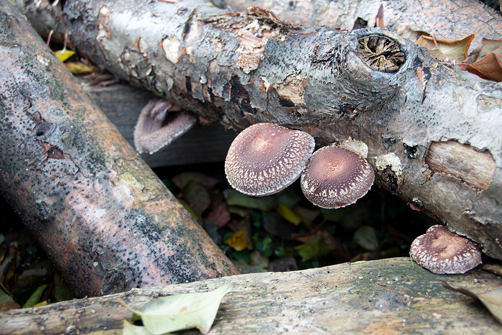 Shiitake im Wald