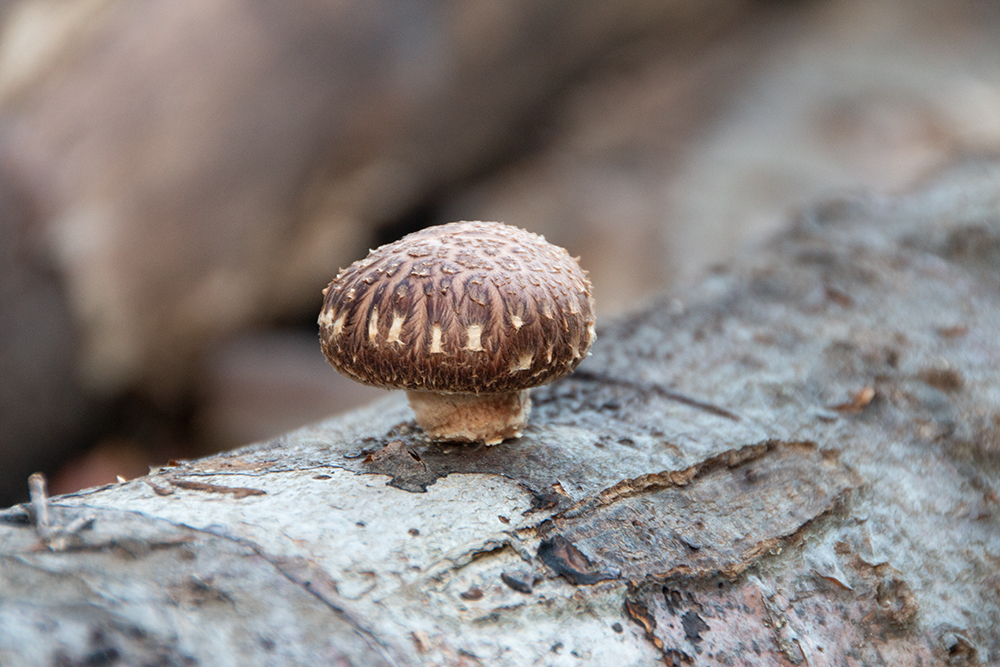 Shiitake im Wald