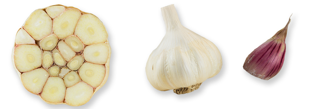Softneck Knoblauch