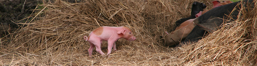 Sonnenschwein Ferkel
