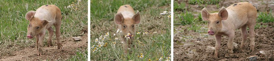 Sonnenschweinchen