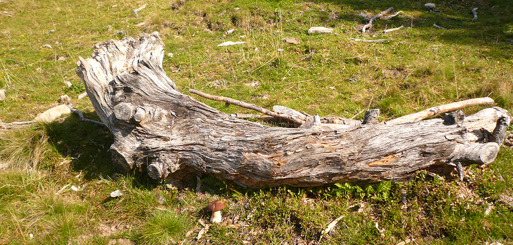 Steinpilz