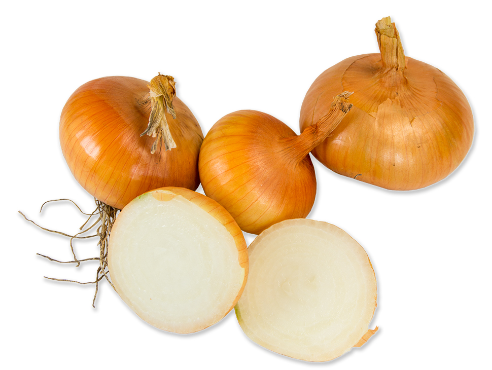 Stuttagrter Riese Bio Zwiebel