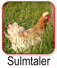 Sulmtaler Huhn