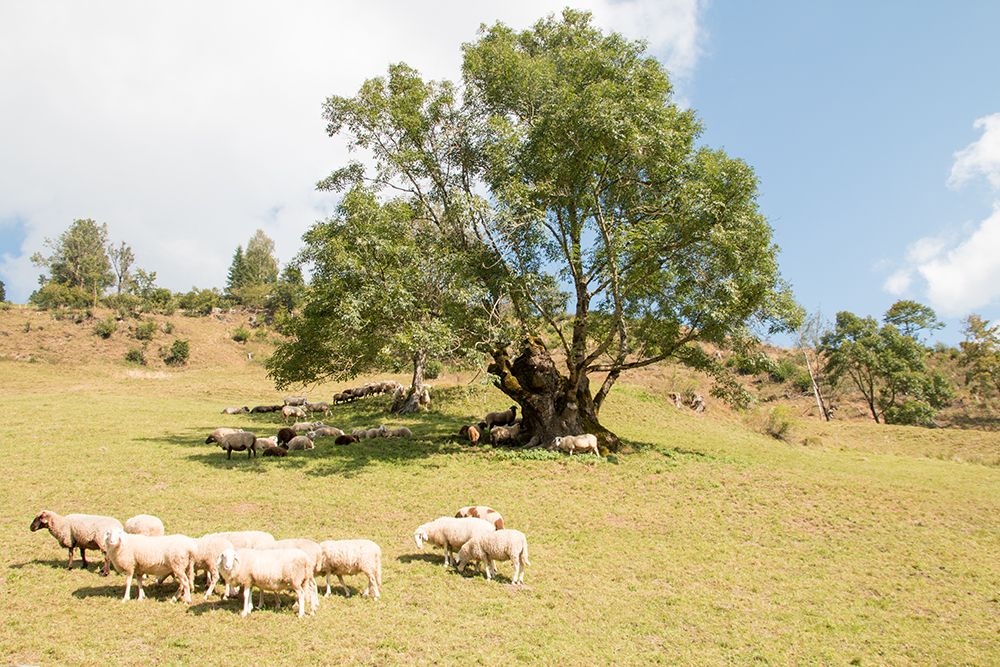Tauernlamm im Gebirge
