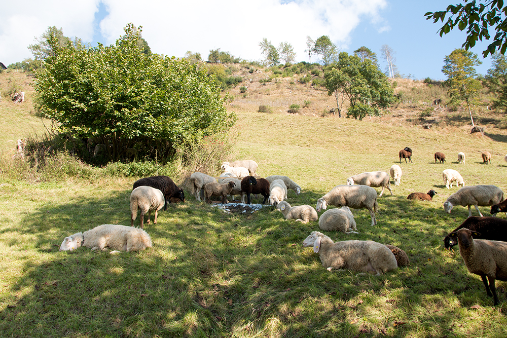 Tauernlamm in der Natur aufgewachsen