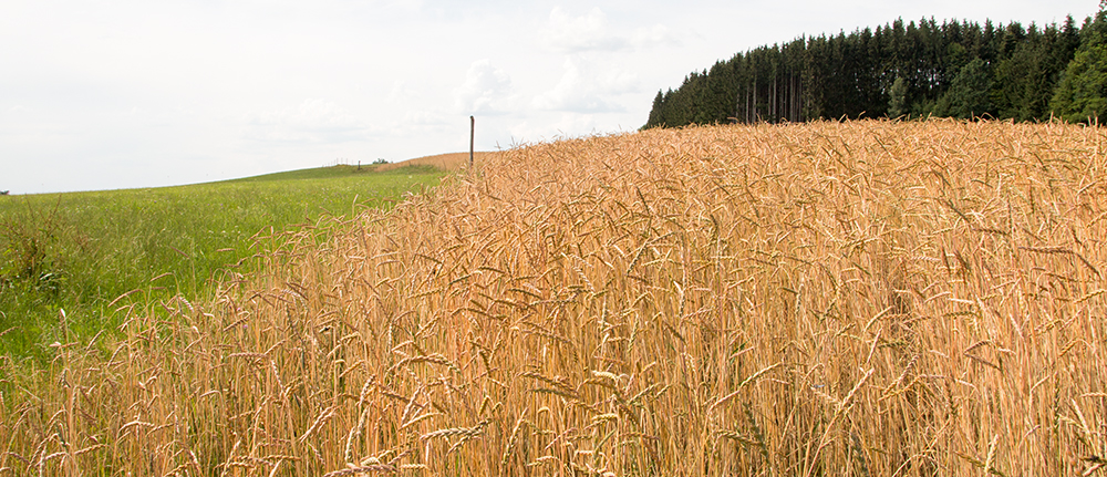 UrDinkel Oberkulmer Rotkorn