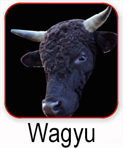 Wagyu