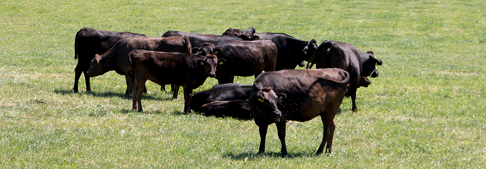 Wagyu Rinder