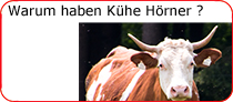 Warum haben Khe Hrner