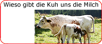 Wieso gibt die Kuh uns die Milch