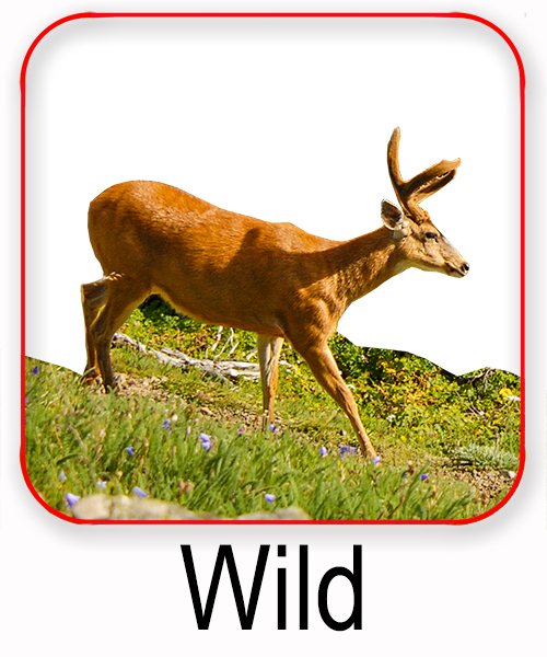 Wildfleisch