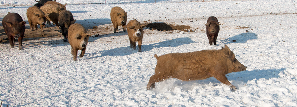 Mangalitza Wintergalopp