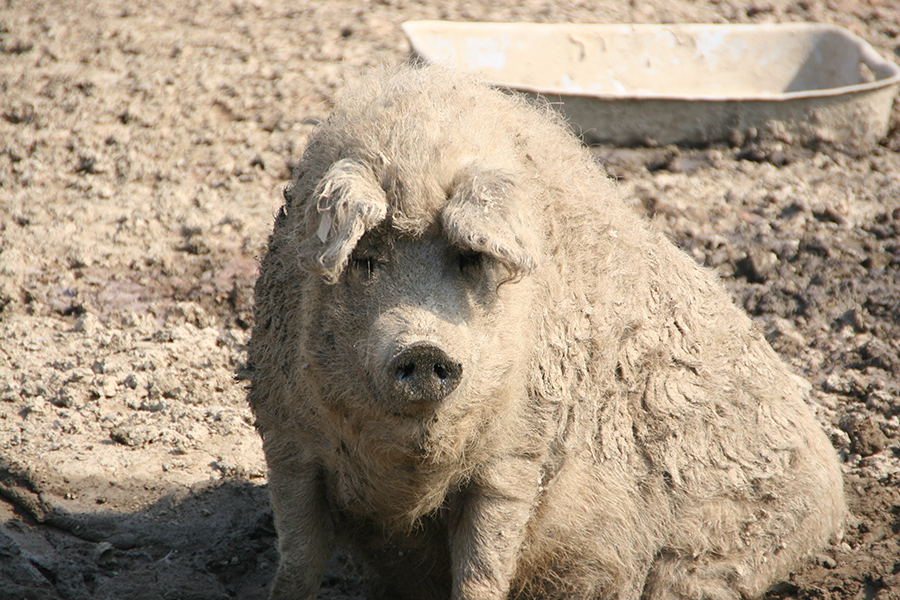 Wollschwein Jesi der Saubr