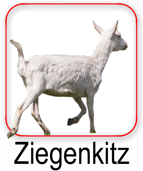 Ziegenkitz