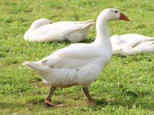Martinsgans