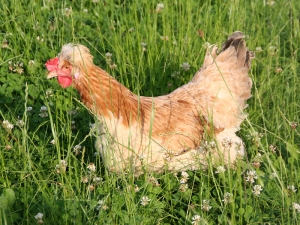 Sulmtaler Huhn