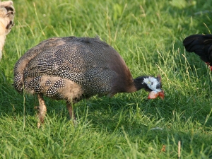 Perlhuhn vom Bauernhof