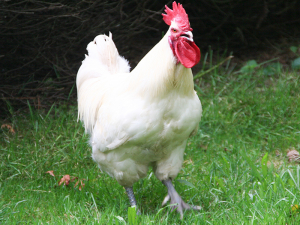 Bresse Gauloise Huhn