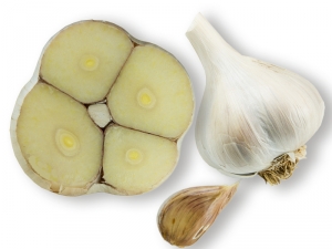 Knoblauchsorte deutscher Porzellan