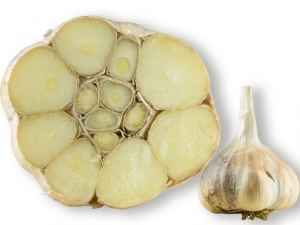 Knoblauch Incolium aus einem Indianerreservat in Seattle